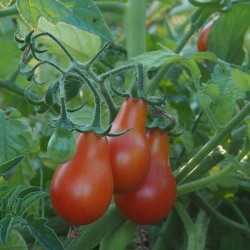 Poire rouge