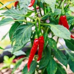 Cayenne