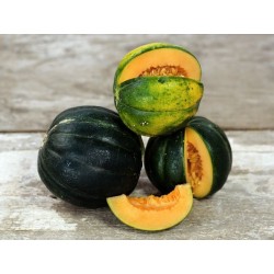 Melon Noir des Carmes