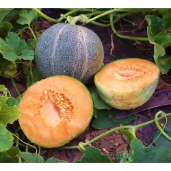 Melon Petit Gris de Rennes