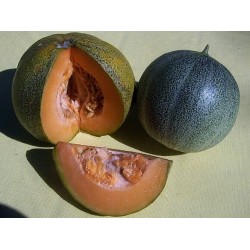 Melon Ananas rouge d'Amérique