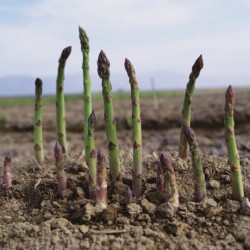 Asperges