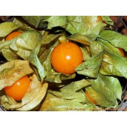 Physalis Alkékange