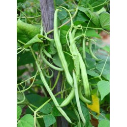 Haricots verts