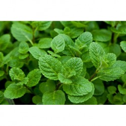 Menthe verte