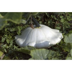 Pâtisson blanc