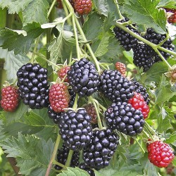 Mûrier