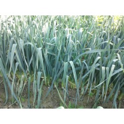 Poireaux (x20)