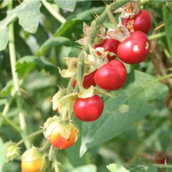 Physalis Morelle des Balbis