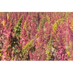 Quinoa