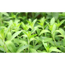 Stevia