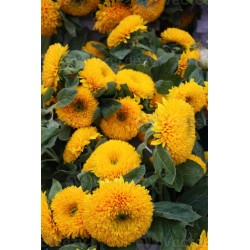 Tournesol ours en peluche