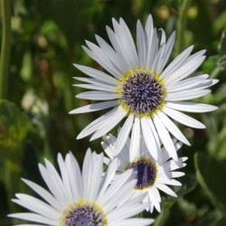 Marguerite africaine