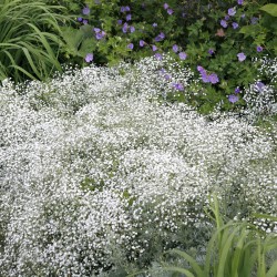 Gypsophyle nuage