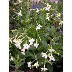Tabac jasmin