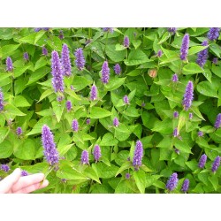 Agastache anisée