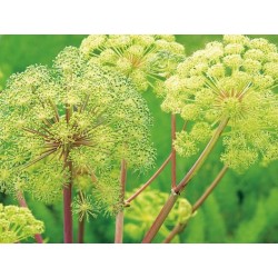 Angélique officinale