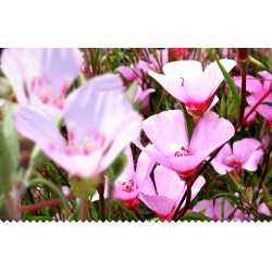 Clarkia