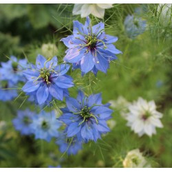 Nigelle de Damas