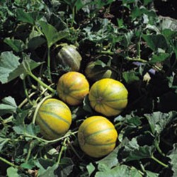 Melon Ogen