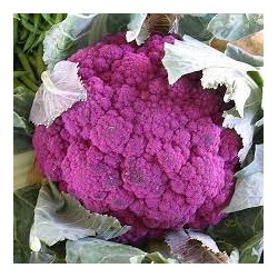 Chou-fleur violet