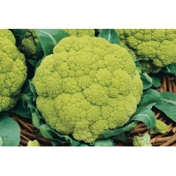 Chou-fleur vert