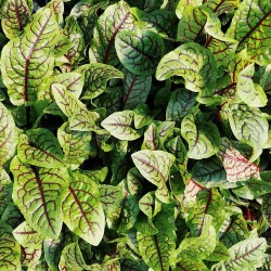 Oseille sanguine