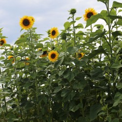 Tournesol Mammouth