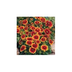 Gaillarde