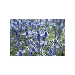 Panicaut