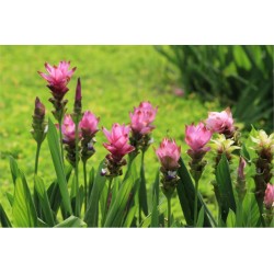 Curcuma