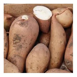 Patate douce blanche