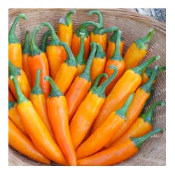Bulgarian Carrot