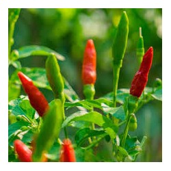 Pili pili