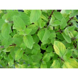 Menthe citron