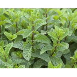 Menthe mojito