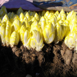 Endives