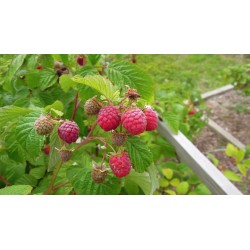 Framboisier Topla