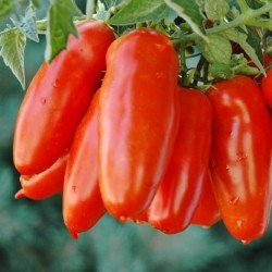 San Marzano