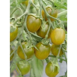 Raisin vert